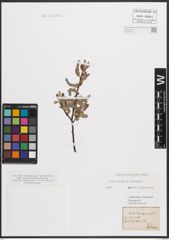 Foto von Salix caprea L. x Salix eleagnos Scop.